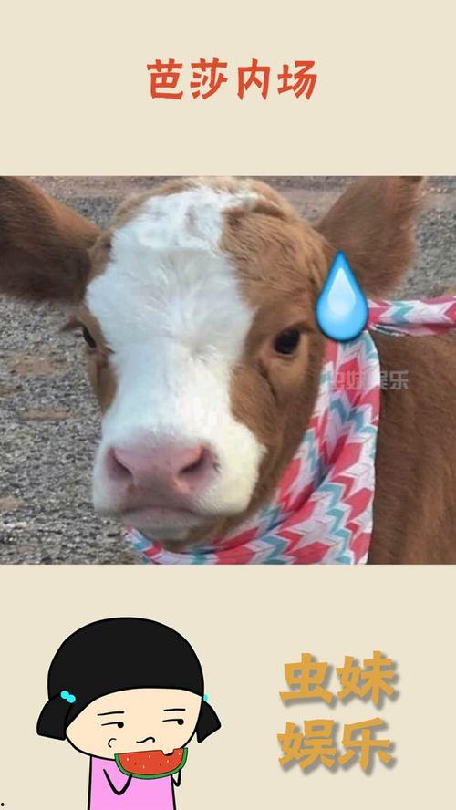 娱乐吃瓜酱驴叫